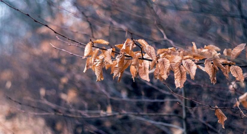 Szürke, de enyhe időjárás vár Szegedre ma