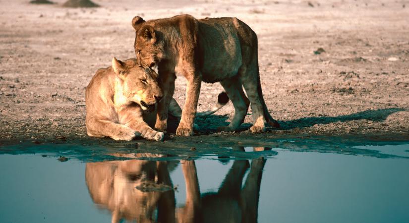 Oroszlánfalka költözött a tengerpartra: képek a tengeri oroszlánokról