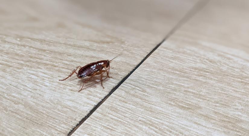 Ellenőrizd minél előbb! Ebben a konyhai eszközben bújnak meg leggyakrabban a csótányok!