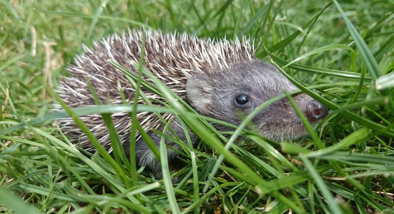 Kerti munkák során is óvjuk a sünöket!