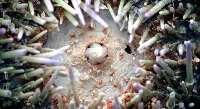 Van egy élőlény, aminek az egész teste az agya