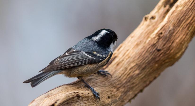 Magyarország madarai