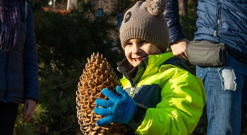 Tobozszüret családi programokkal a 120 éves Folly Arborétumban