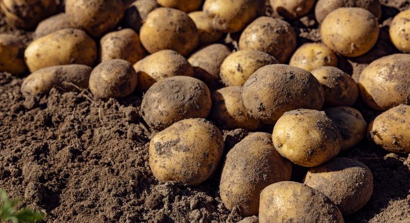 Meglepő a helyzet krumplifronton: ezeket a híreket neked is látnod kell