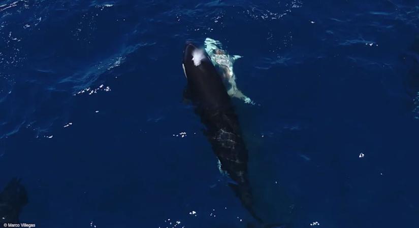 Okos és hátborzongató módszerrel vadásznak az orkák a fehér cápákra, hogy kivegyék a májukat - videó