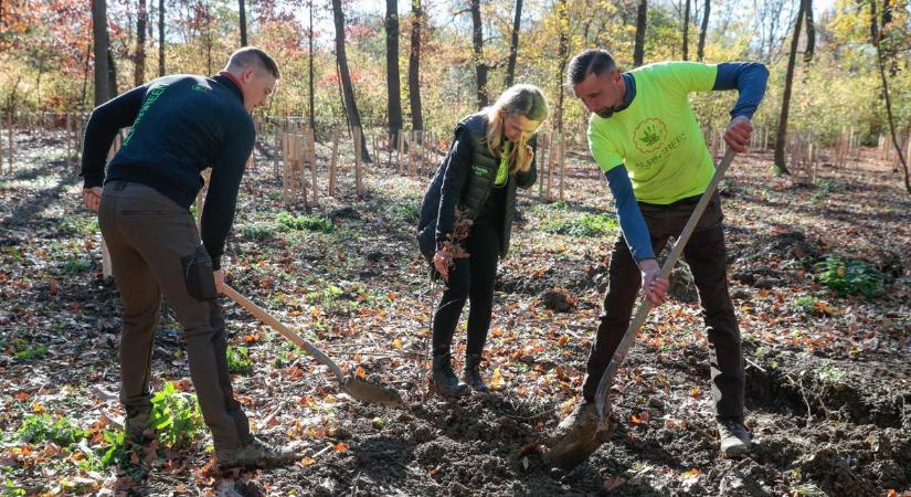 Az erdő a megoldás a klímaváltozás kihívásaira