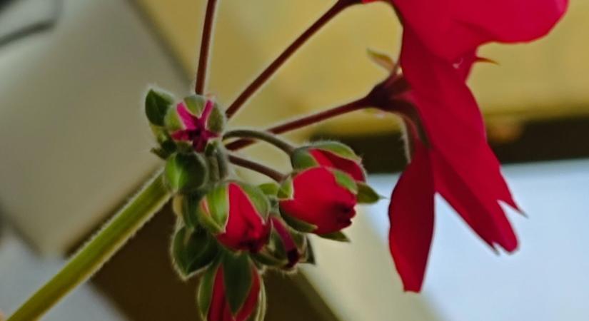 Így teleltessük a növényeket, hogy gyönyörűen virágozzanak