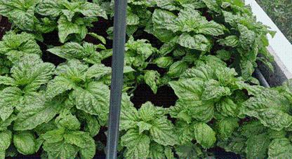 Klímaadaptív növénynevelés magyar fejlesztésben