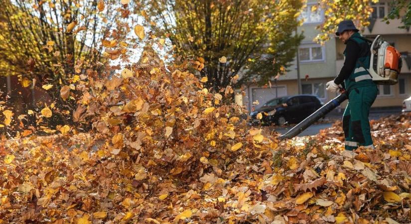 Mindennap keserves harcot vív a városrész a falevelekkel – háborog olvasónk