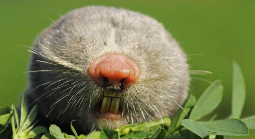 Melyik hazai védett állat szerepel a képen? Nem mindenki fel ezeket a ritka fajokat