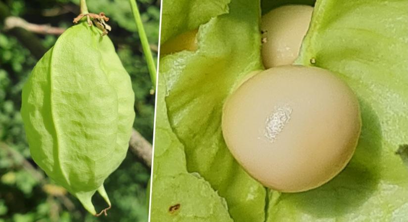 Mogyorós hólyagfa, amelynek magjából rózsafüzér készül