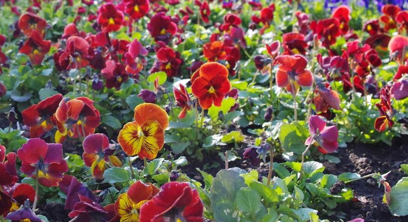 Az árvácska kettős élete – miért virágzik télen is, és meddig bírja a fagyot?