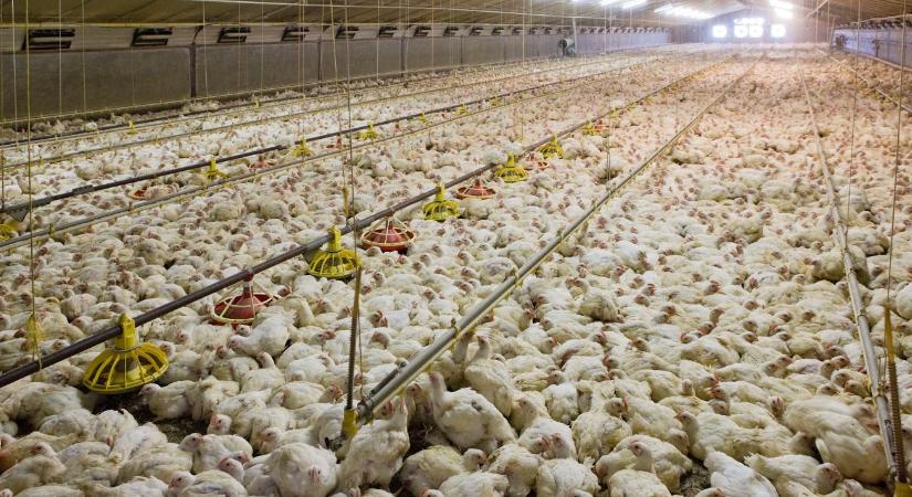 Ukrajnai csirkegyárak vs. uniós szabályok – kettős mérce az agrárpiacon