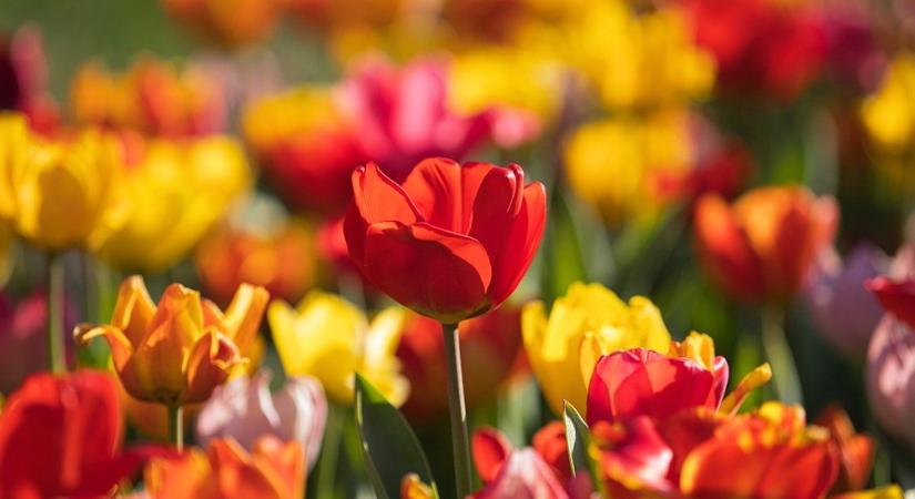 A tulipán árulása – miért lesz egyre kisebb minden évben?