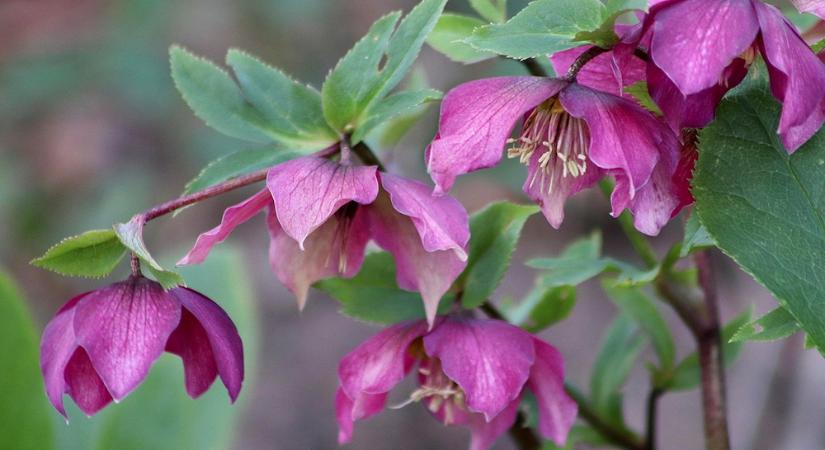 A hunyor, ami a hó alól virágzik – a tél egyik legnagyobb botanikai csodája