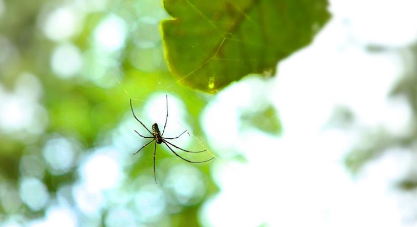 100 forintos, vegyszermentes trükk: ezt a fűszert szórd a lábtörlő alá, és többé nem jönnek be a pókok a házba