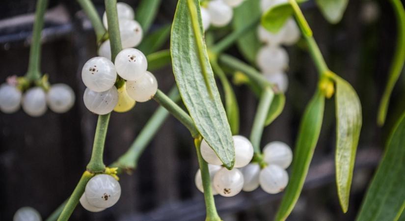 A fagyöngy nem csak karácsonyi dísz – parazita, ami nélkül sok fa egészségesebb lenne?