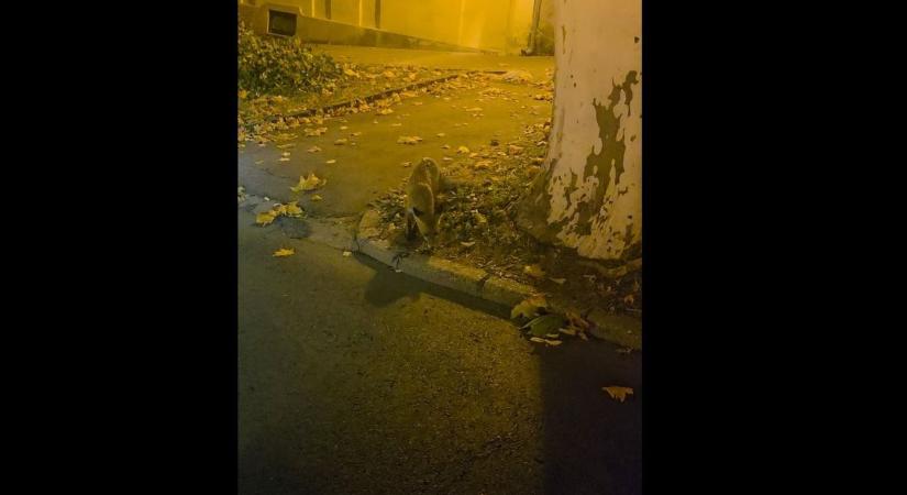 Veszett ragadozó járja a belvárost? Több furcsa jelet is produkált az állat (VIDEÓ)