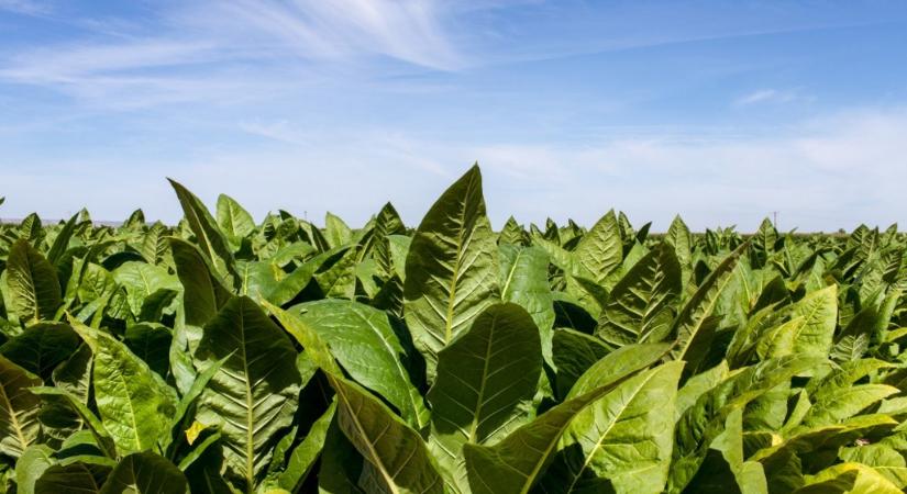 NAV: csaknem 700 kilogramm szárított dohánylevelet foglaltak le