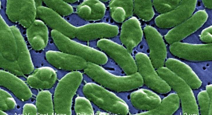 Borzalmas betegség jelent meg újra a Balkánon: súlyos tüneteket okoz