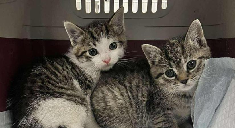 Aprópénzért kincsekre lelhetünk, miközben a kisállatokon is segítünk a debreceni vásárban