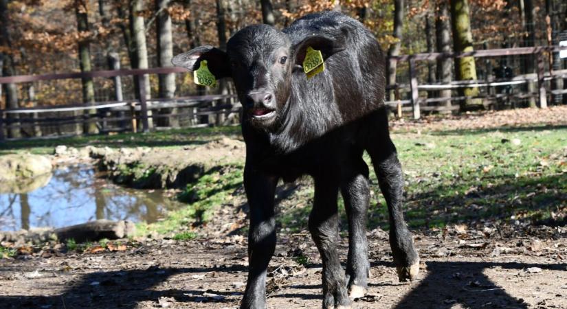 Megérkezett Rozi! Nézzétek, milyen tündéri bivalyborjú született a a vidéki állatkertben