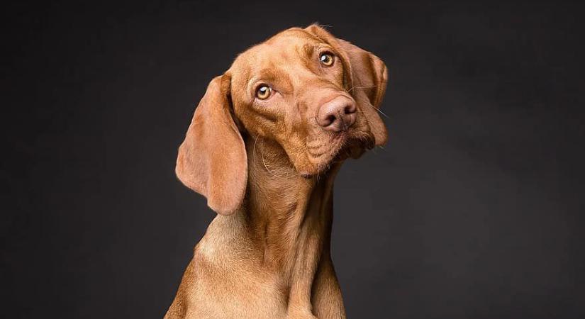 Ebösszeírást tartanak Debrecenben