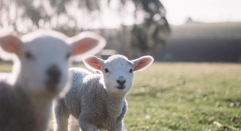 Emelkedtek a bárányárak az Európai Unióban a 44. héten