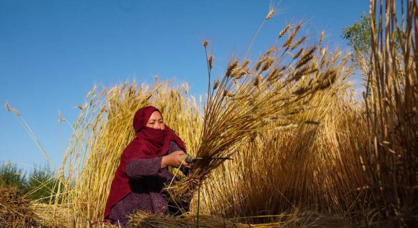 Zuhannak az élelmiszerárak a világban