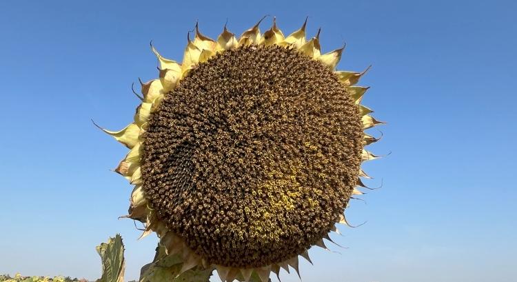 Letölthető a SAATEN-UNION 2026. tavaszi vetőmag-katalógusa