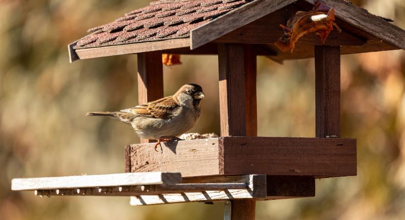 Most jött a hír, brutális dolog került nyilvánosságra Manófalva rongálóiról