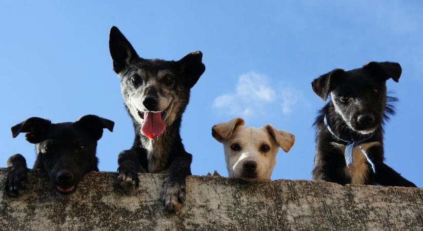 Mennyi az annyi? Számba veszik a debreceni ebeket
