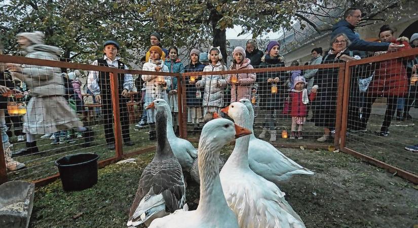 A Márton-napi különlegességek, Rémségverseny, kamaraopera felsorolni is nehéz a hétvége izgalmas programjait Hevesben