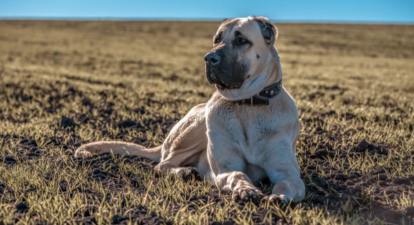 Kutyások figyelem, durva szigorítás jön! Ezeket a fajtákat kitiltják a lakott területek közeléből