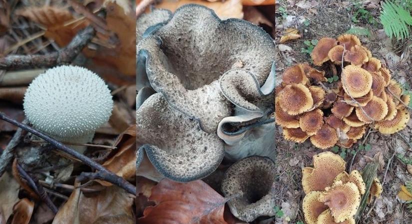 Elámulsz a bakonyi gombák szépségétől, hát, még ha többet megtudsz róluk (videó)