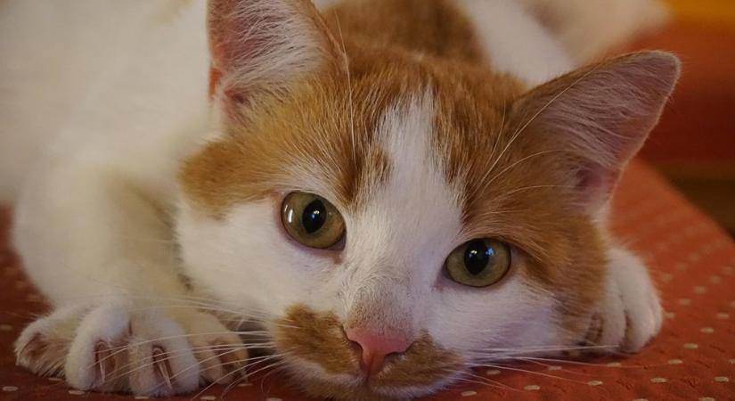 Karma a kanapén – ne vedd el a cicád karmait