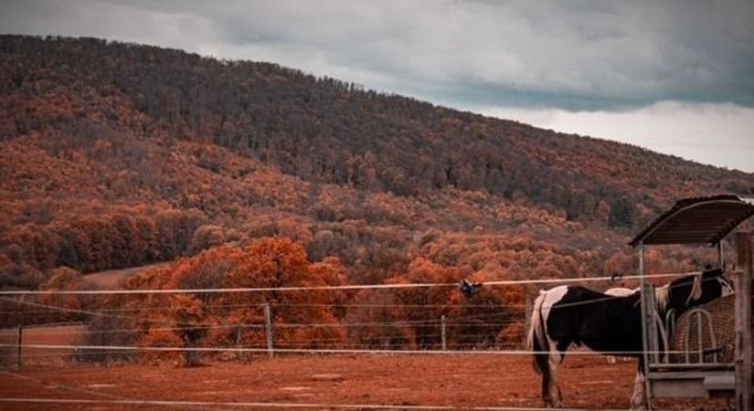 Így fest a Bakony az utolsó őszi napjain - galéria