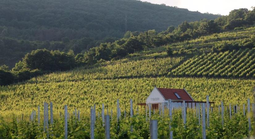 Visszatér a jelkép, amit vihar pusztított el Tokaj-Hegyalján