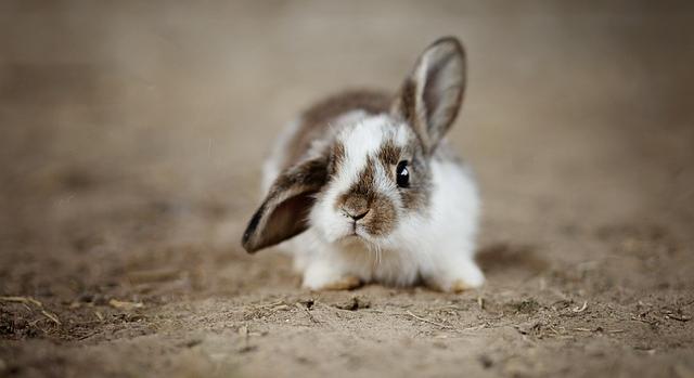 Közel 2700 tenyésztő a nyitrai állattenyésztési kiállításon