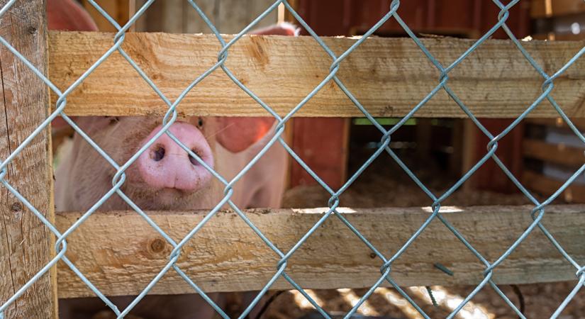 Új korszak jöhet a vágóhidakon az Egyesült Királyságban
