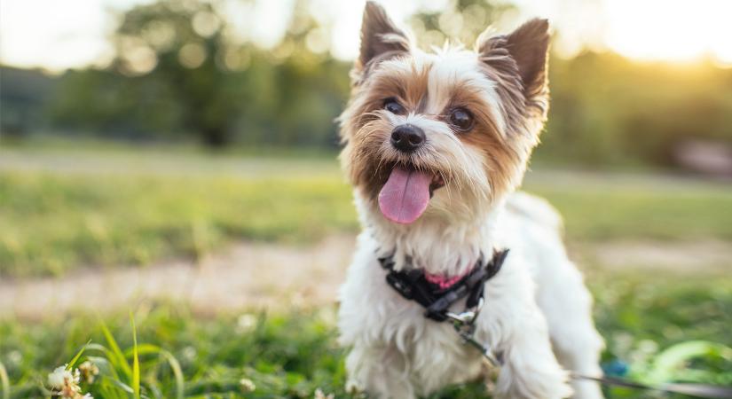 10 különleges, ritka kutyafajta, aminek talán a létezéséről sem tudtál