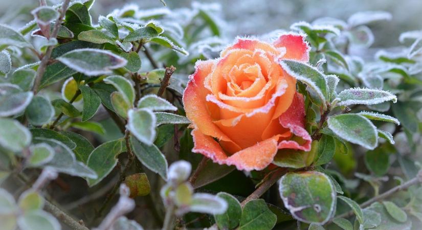 Ezt tedd a rózsákkal, ha nem akarsz tavaszi csalódást