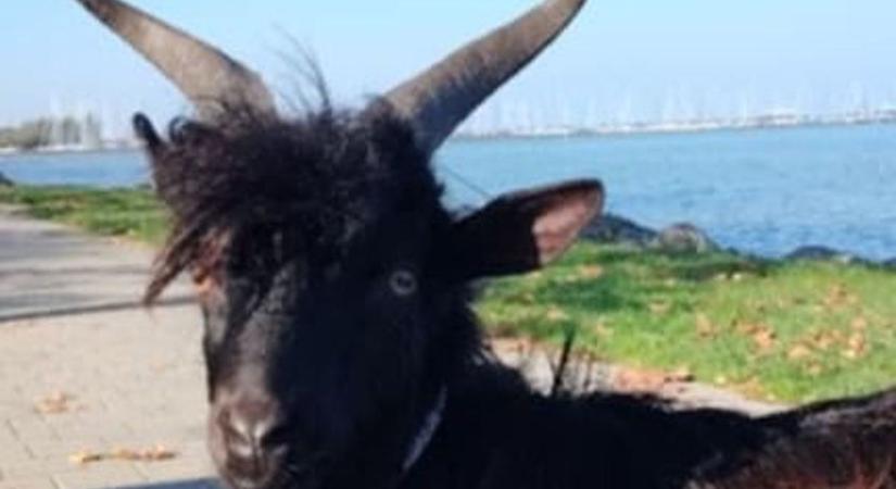 Kiköltöztetés? Újra bajban van Samu kecske, akit a Balatonnál még a vonatról is leszállítottak