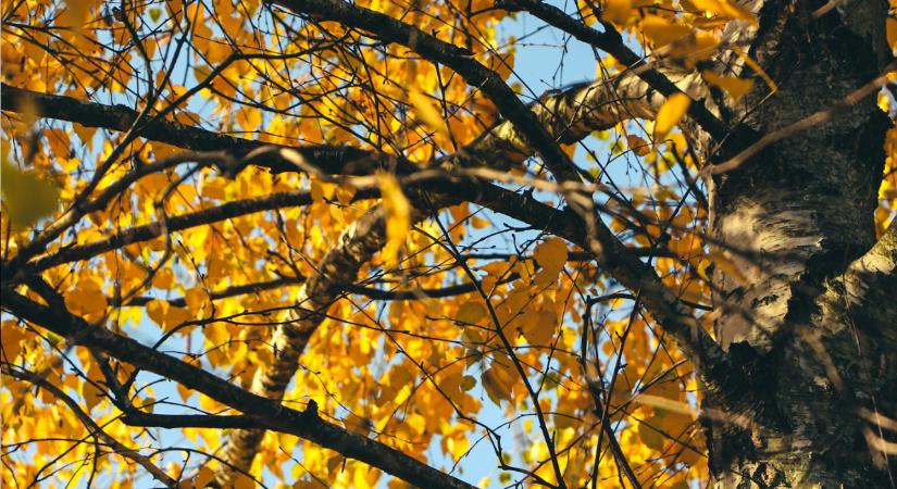 A népi bölcsesség szerint nagy bajt jelez a száraz, napos november