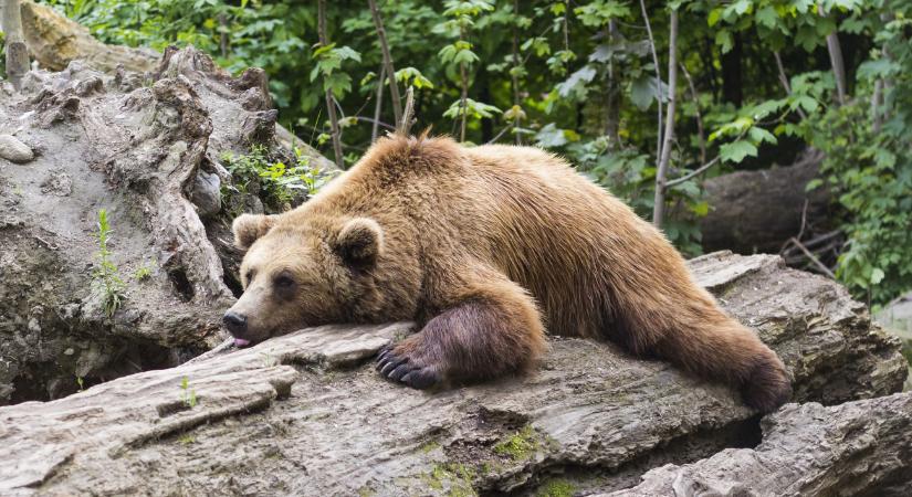 Fél év alatt 200 medvét ejtettek el Szlovákiában, egészségi állapotuk egyre aggasztóbb