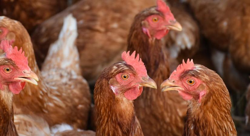 Aggasztó gyorsasággal terjed a madárinfluenza Európában