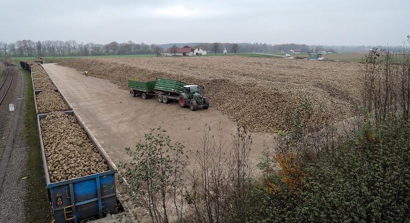 Csökkent a FAO élelmiszerár-indexe októberben, rekordközeli gabonakészletek várhatók