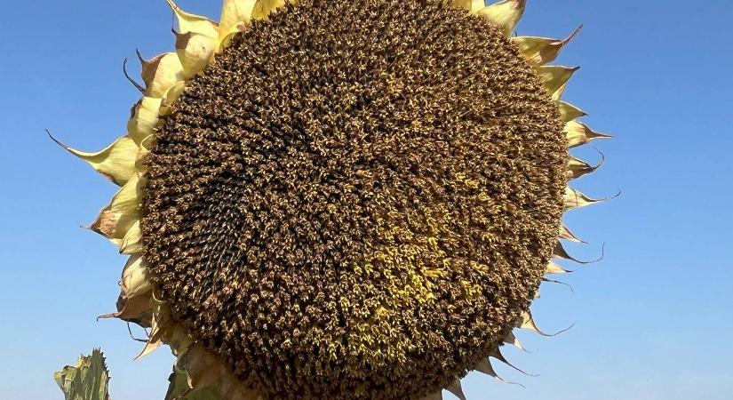 Megjelent a SAATEN-UNION tavaszi fajtakatalógusa