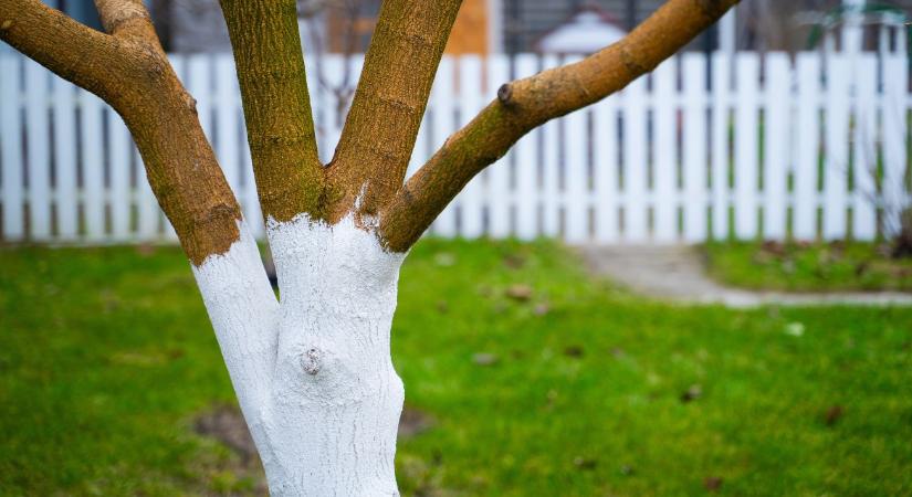 Gyümölcsfák fagyvédelme novemberben – gyakorlati megoldások a mínuszok előtt