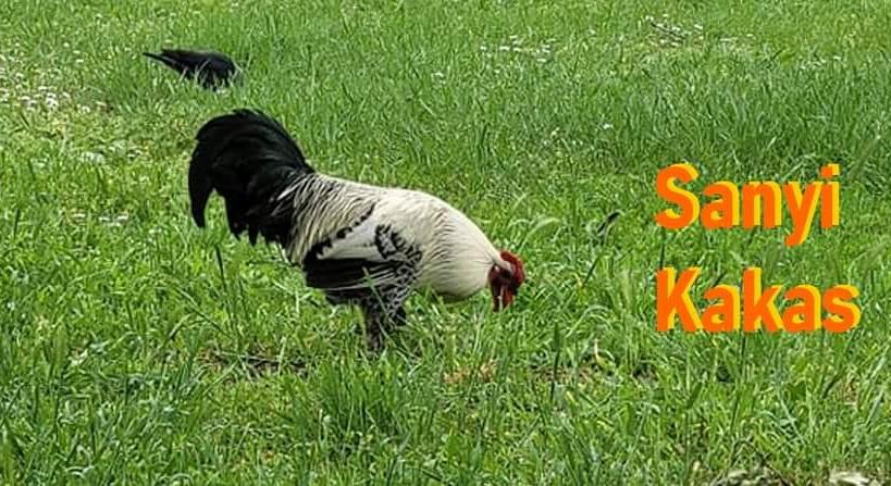 Oscar-díjra esélyes a békéscsabai Sanyi kakas